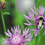Les 10 meilleures plantes pour attirer les papillons, les colibris et les abeilles en Estrie