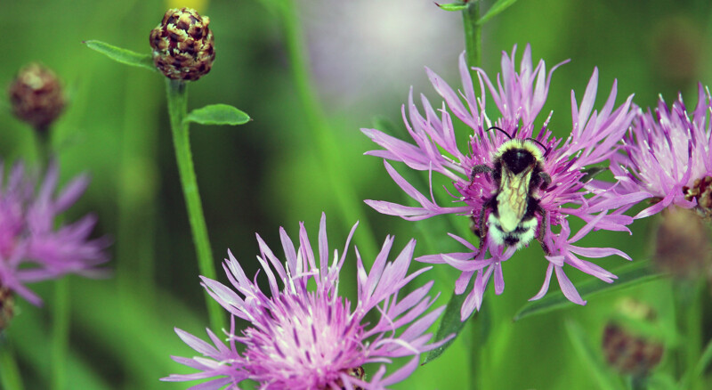 Les 10 meilleures plantes pour attirer les papillons, les colibris et les abeilles en Estrie