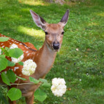 Les 15 meilleures plantes que les chevreuils évitent en Estrie