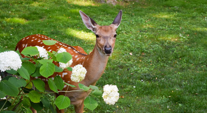 Les 15 meilleures plantes que les chevreuils évitent en Estrie